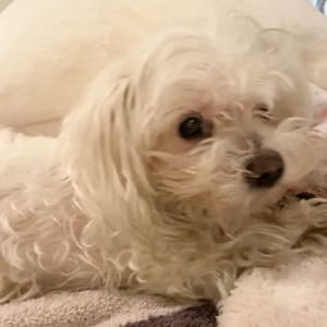 Bella – Palliative Puffs